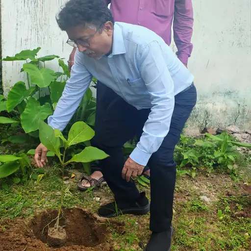 Plantation Activity